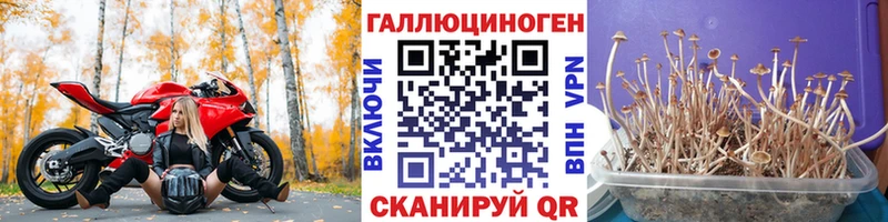 как найти наркотики  Светлый  Галлюциногенные грибы GOLDEN TEACHER 